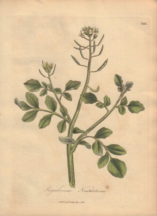 Sisymbrium Nasturtium