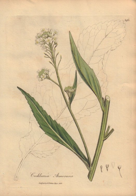 Cochlearia Armoracia