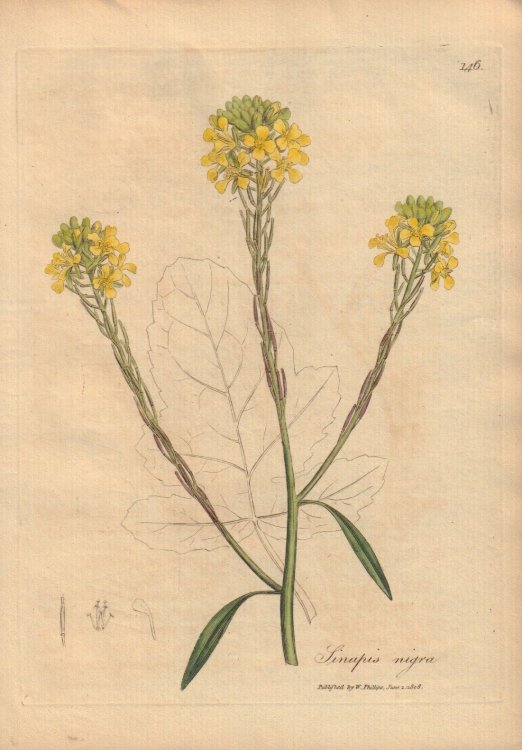 Sinapis nigra