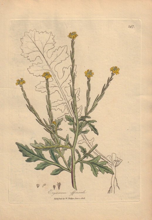 Erysimum officinale