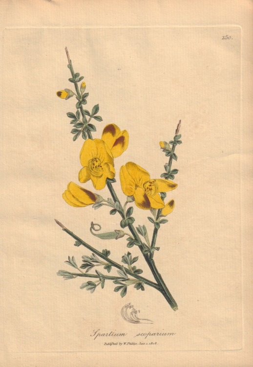 Spartium scoparium