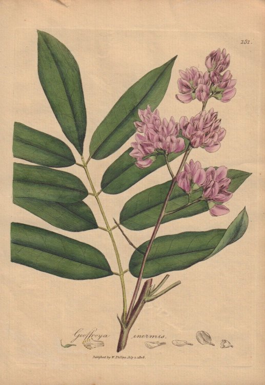 Geostroya inermis