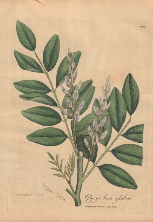 Glycyrrhiza glabra