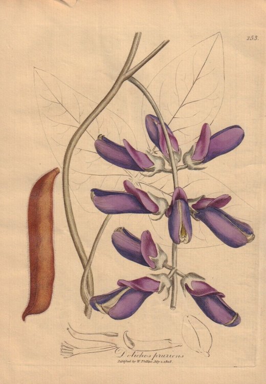 Dolichos pruriens