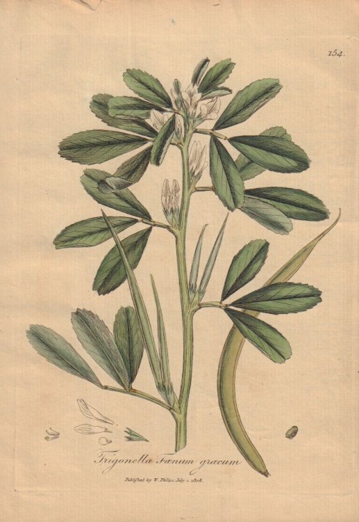 Trigonella Foenum graecum