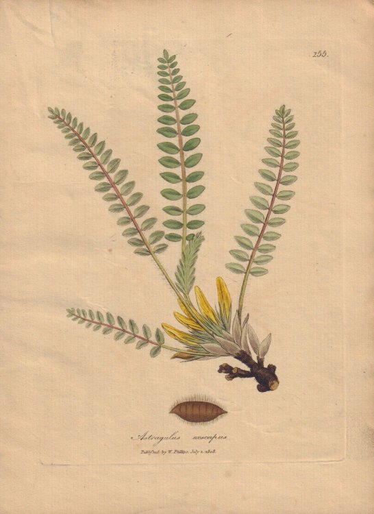 Astragalus exscapus