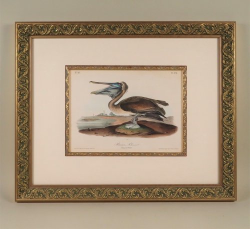 Image for Brown Pelican. Young-first Winter Brown Pelican. Young-first Winter