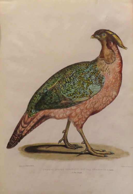 Image for Chinese Horned Pheasant, Satyra Temminckii. 3/4 Nat. length Chinese Horned Pheasant, Satyra Temminckii. 3/4 Nat. length