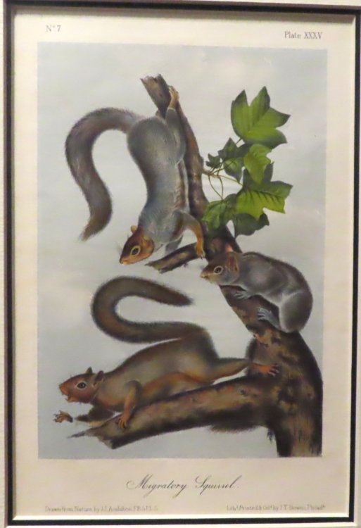 Migratory Squirrel [Plate XXXV]