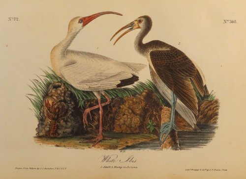 White Ibis. No. 72. Pl. 360.