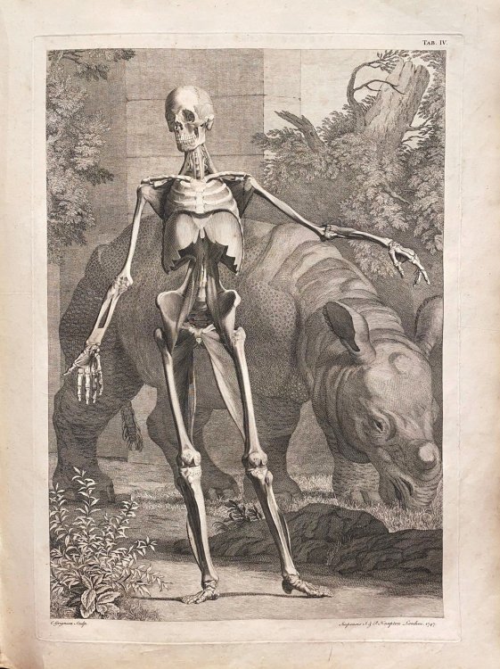 Image for Tables of the Human Muscles; Tables of the Skeleton and Muscles of the Human Body TOGETHER WITH: A Compleat System of the Blood-Vessels and Nerves Taken from Albinus's Edition of Eustachius.Beautifully Engraved on Large Copper Plates, with Tables of Explanation, Containing the Text of Eustachius, Al Tables of the Human Muscles; Tables of the Skeleton and Muscles of the Human Body TOGETHER WITH: A Compleat System of the Blood-Vessels and Nerves Taken from Albinus's Edition of Eustachius.Beautifully Engraved on Large Copper Plates, with Tables of Explanation, Containing the Text of Eustachius, Al