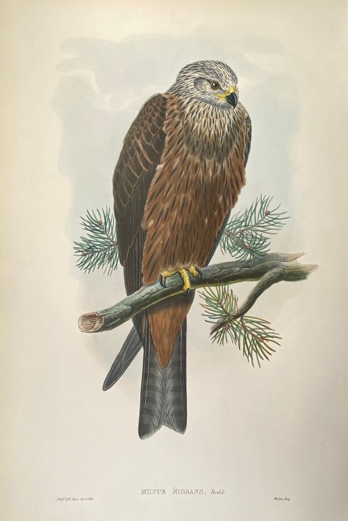 Image for Milvus Migrans- Black Kite Milvus Migrans- Black Kite