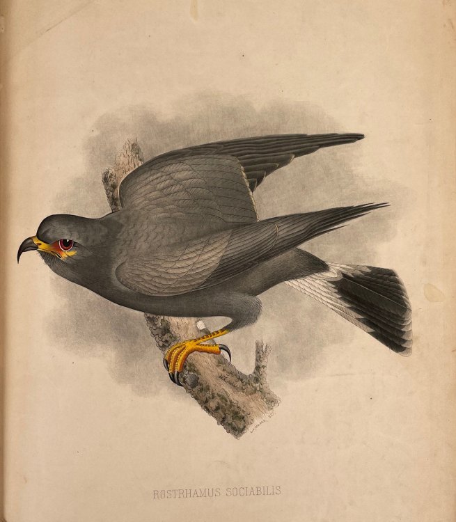 Image for The Birds of Florida Containing Original Descriptions of Upwards of Two Hundred and Fifty Species with Notes Upon Their Habits. The Birds of Florida Containing Original Descriptions of Upwards of Two Hundred and Fifty Species with Notes Upon Their Habits.