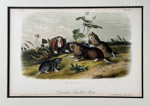 Image for Canada Pouched Rat Canada Pouched Rat