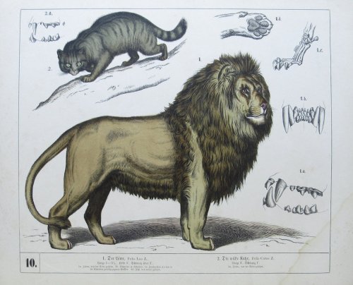 Image for Naturhistorischer Atlas zum Gebrauch beim Unterricht. Saugethiere. 30 Tafeln nach der Natur und nach ausgestopften Exemplaren gezeichnet. Naturhistorischer Atlas zum Gebrauch beim Unterricht. Saugethiere. 30 Tafeln nach der Natur und nach ausgestopften Exemplaren gezeichnet.