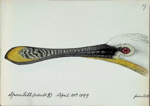 Original Ornithology sketchbook of Fergus Menteith (F. M.) Ogilvie
