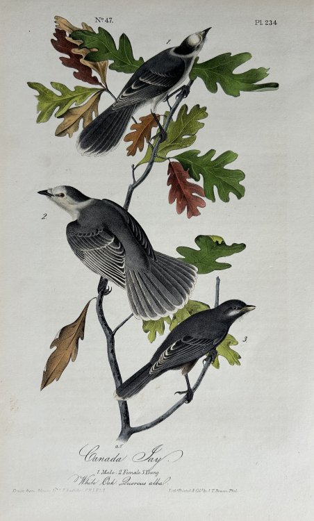 Image for Canada Jay Canada Jay