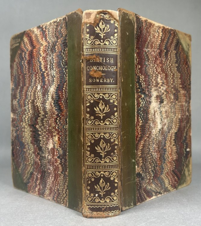 Image for Popular British Conchology. A Familiar History of the Molluscs Inhabiting the British Isles. Popular British Conchology. A Familiar History of the Molluscs Inhabiting the British Isles.