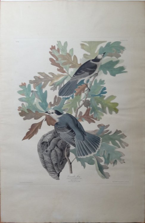 Image for Canada Jay (Elephant folio Plate CVII) Gray Jay, Perisoreus canadensis on Quercus alba, White Oak. Canada Jay (Elephant folio Plate CVII) Gray Jay, Perisoreus canadensis on Quercus alba, White Oak.