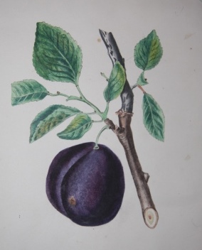 Image for Album with Twenty-Two Watercolors, Mostly Botanical, Twelve Other Original Drawings and a Few Prints and Poems Album with Twenty-Two Watercolors, Mostly Botanical, Twelve Other Original Drawings and a Few Prints and Poems