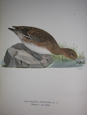 Image for Svenska Fglar (Three Volumes); Efter Naturen Och P Sten Ritade Svenska Fglar (Three Volumes); Efter Naturen Och P Sten Ritade