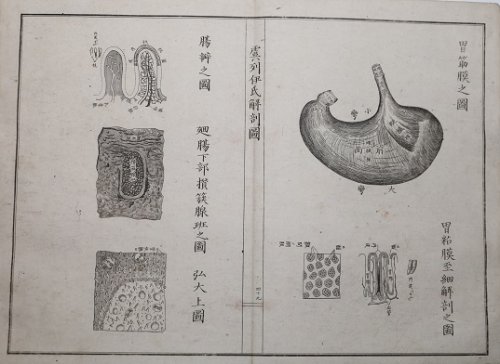 Japanese Woodblock Print Medical Handbook