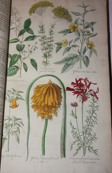 Eden: or, A Compleat Body of Gardening. Containing Plain and Familiar Directions for Raising the Several Useful Products of a Garden, Fruits, Roots, and Herbages; . .