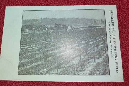 Puyallup Valley Dewberry Field - Puyallup, Wash. UDB Postcard