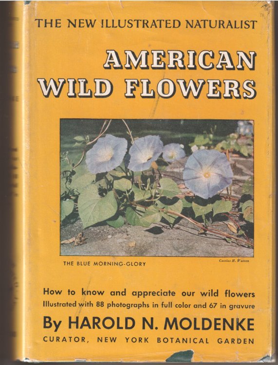 Image for AMERICAN WILD FLOWERS, How to know and appreciate our wild flowers AMERICAN WILD FLOWERS, How to know and appreciate our wild flowers