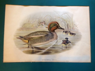 Color Lithograph - 