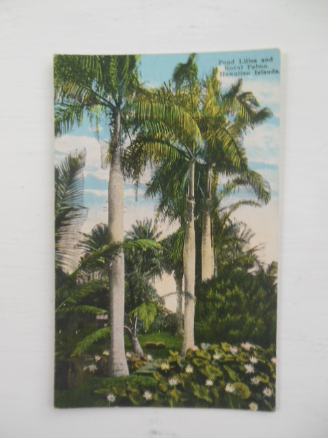 Postcard Pond Lilies and Royal Palms Hawaiian Islands