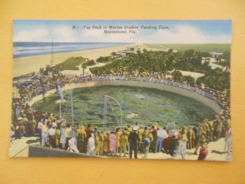 Postcard Top Deck at Marine Studios' Feeding Time Marineland, Florida