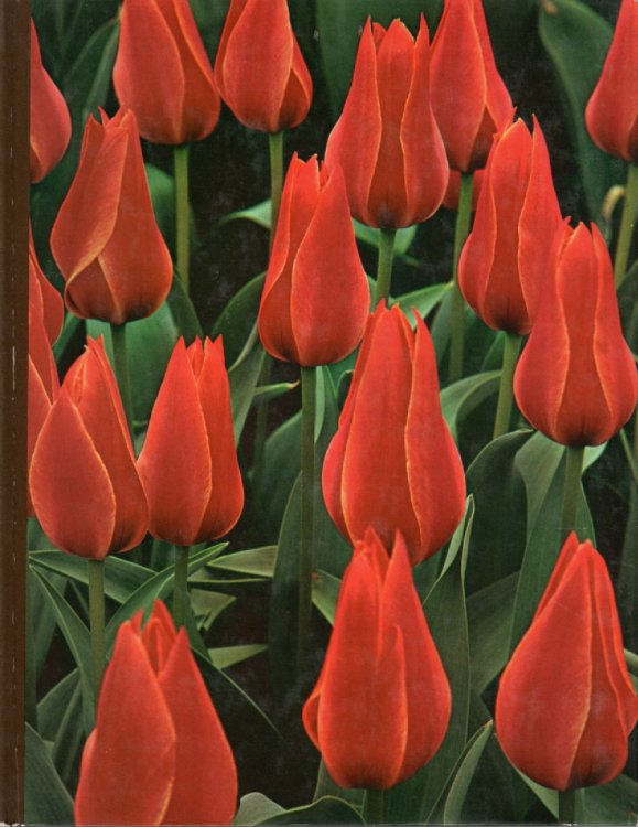 Bulbs