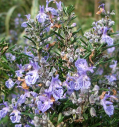 Image for Sphagni Rosemary 50ml Sphagni Rosemary 50ml