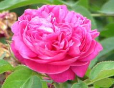 Image for Sphagni Rose 50ml Sphagni Rose 50ml