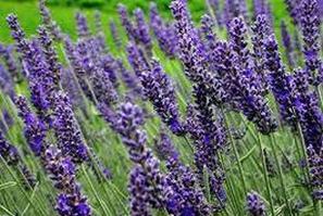 Image for Lavender 10% Oil 50ml Lavender 10% Oil 50ml