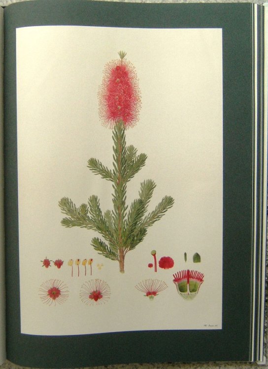 Image for The Australian Flower Paintings of Ferdinand Bauer The Australian Flower Paintings of Ferdinand Bauer