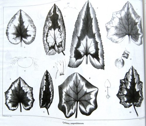 Image for The Genus Cyclamen L. - a systematical and biological monograph The Genus Cyclamen L. - a systematical and biological monograph
