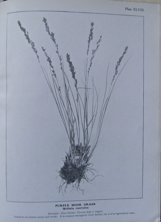 Image for British Grasses British Grasses
