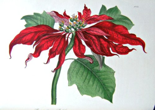 Image for The Floral Cabinet, and Magazine of Exotic Botany - 3 Volumes The Floral Cabinet, and Magazine of Exotic Botany - 3 Volumes