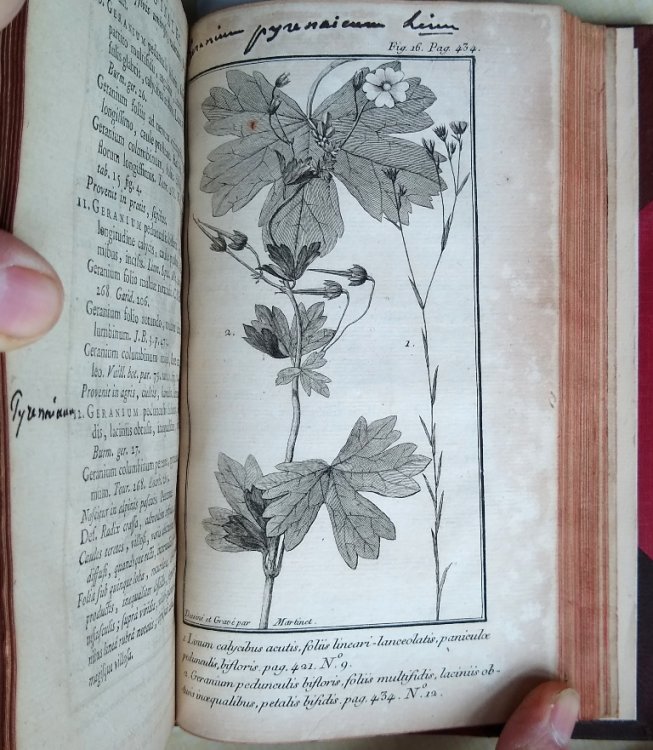 Image for Flora Gallo-Provincialis Flora Gallo-Provincialis