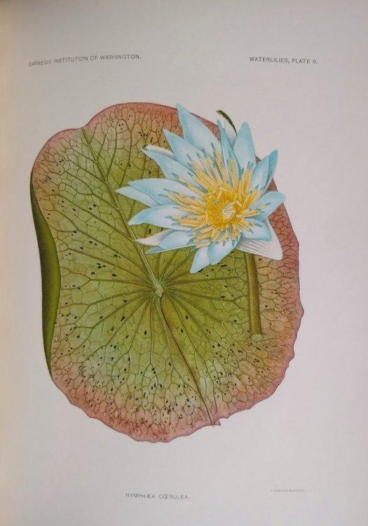 Image for The Waterlilies - A Monograph of the Genus Nymphaea The Waterlilies - A Monograph of the Genus Nymphaea
