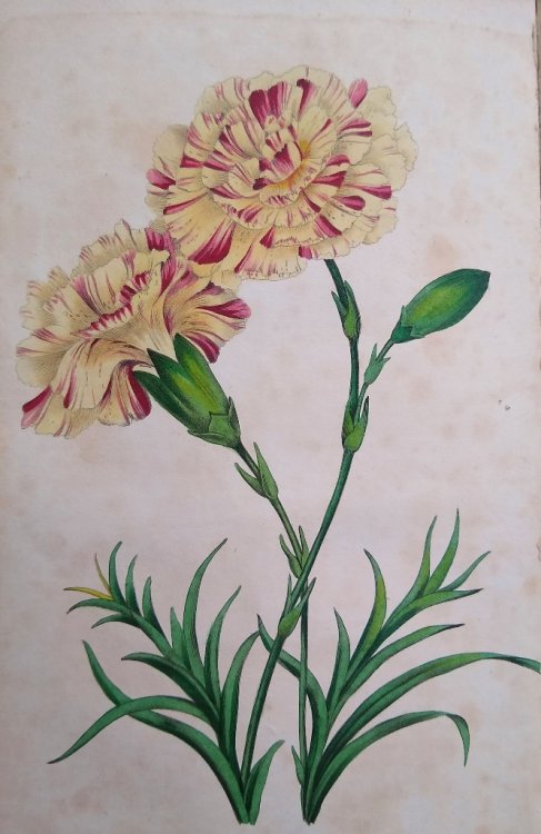 Image for The Horticultural Register and General Magazine. Volumes 1 - 5. The Horticultural Register and General Magazine. Volumes 1 - 5.
