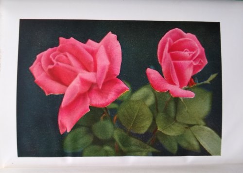 Image for The Practical Book of Outdoor Rose Growing The Practical Book of Outdoor Rose Growing