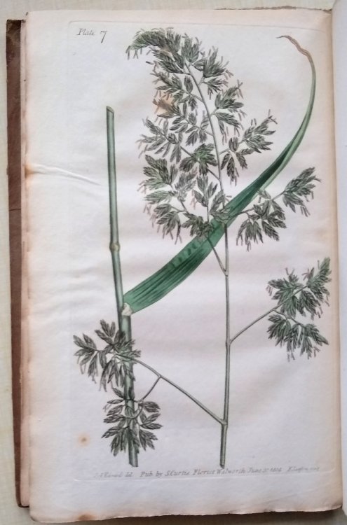 Image for Practical Observations on the British Grasses, Especially Such as Are Best Adapted to the Laying Down or Improving of Meadows and Pastures: Likewise of the British Grasses. To which is subjoined a short account of the causes of diseases in corn Practical Observations on the British Grasses, Especially Such as Are Best Adapted to the Laying Down or Improving of Meadows and Pastures: Likewise of the British Grasses. To which is subjoined a short account of the causes of diseases in corn