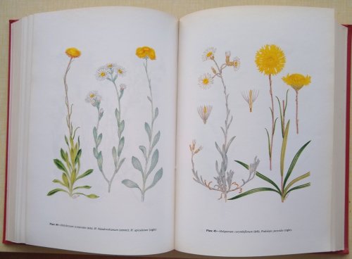 Image for Flora of South Australia. Part III : Polemoniaceae - Compositae Flora of South Australia. Part III : Polemoniaceae - Compositae