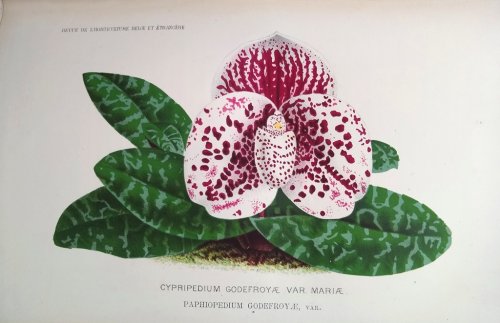 Image for Le Livre des Orchidees Le Livre des Orchidees