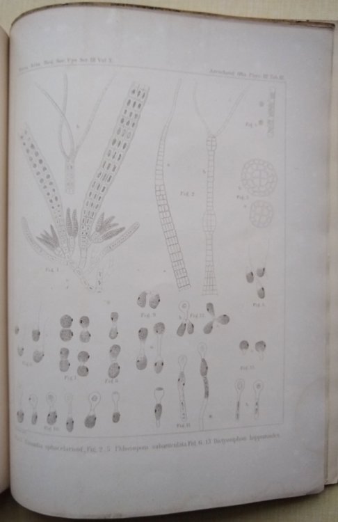 Observationes Phycologicae. Particula Tertia, Quarta, Quinta - De Algis Nonnullis Scandinavicus et de Conjunctione Phaeo-Zoosporarum Dictyosiphonis Hippuroidis