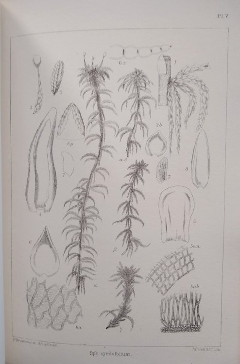 Image for The Sphagnaceae or Peat-Mosses of Europe and North America The Sphagnaceae or Peat-Mosses of Europe and North America