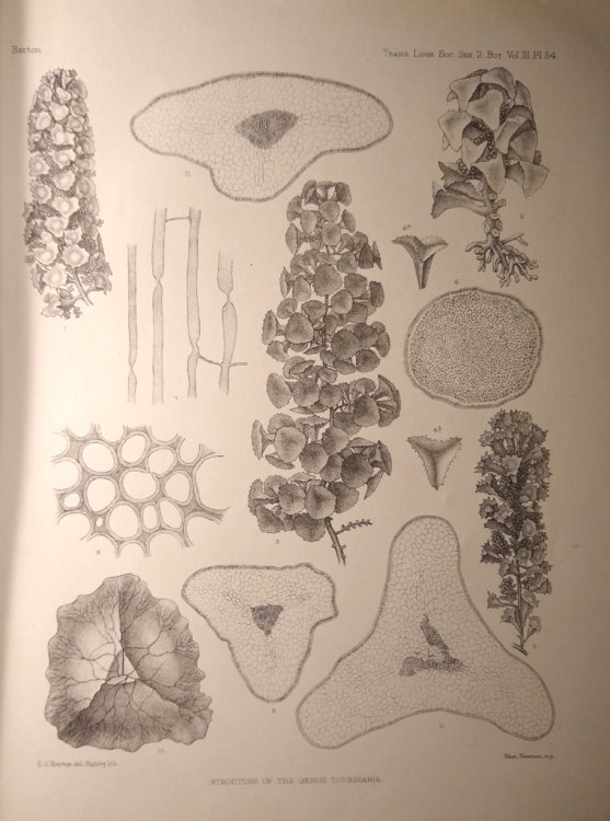 Image for A Systematic and Structural Account of the Genus Turbinaria, Lamx A Systematic and Structural Account of the Genus Turbinaria, Lamx